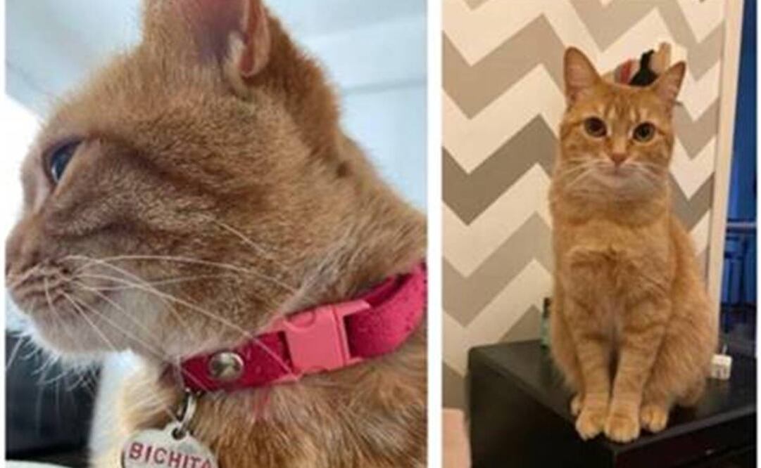 Foto: Tomada de Twitter 