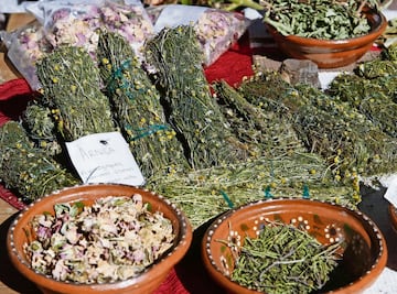 Enseñarán herbolaria a alumnos de primaria; expertos ven peligro