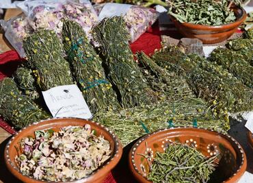 Enseñarán herbolaria a alumnos de primaria; expertos ven peligro
