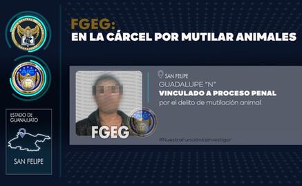 Detienen a hombre por mutilar a dos perros y ponerles pegamento en Guanajuato