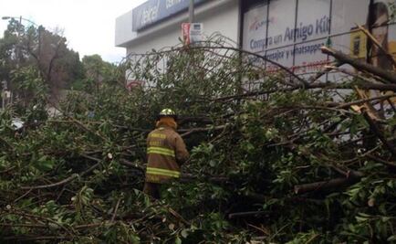 Nine trees fall in Mexico City, woman wounded