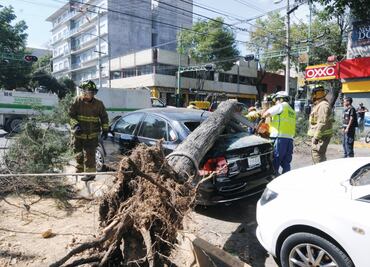Fuertes vientos tiran 60 árboles y anuncios
