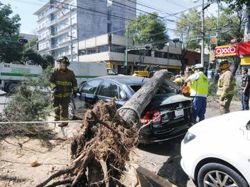 Fuertes vientos tiran 60 árboles y anuncios