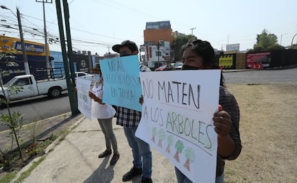 Denuncian tala de 275 árboles en Toluca para colocar captador de agua pluvial