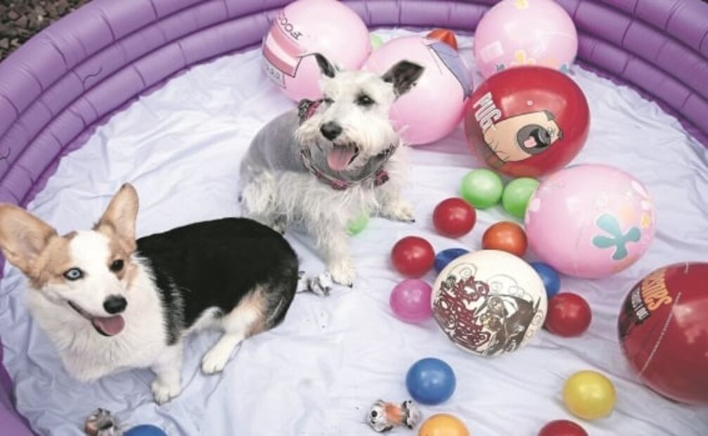 El sacerdote que bautizó a un perro y la industria de la felicidad canina