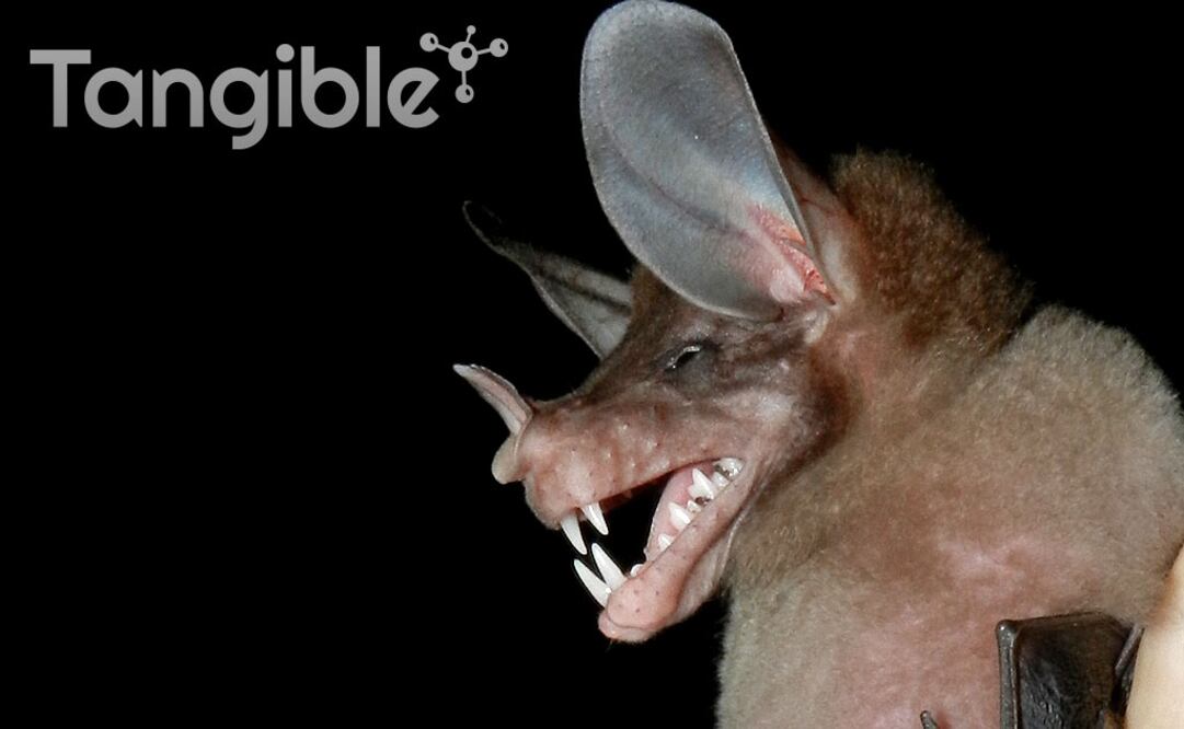 Murciélagos carnívoros; los extraños seres alados