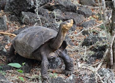 Encuentran tortuga en Galápagos que se creía extinta hace más de 100 años