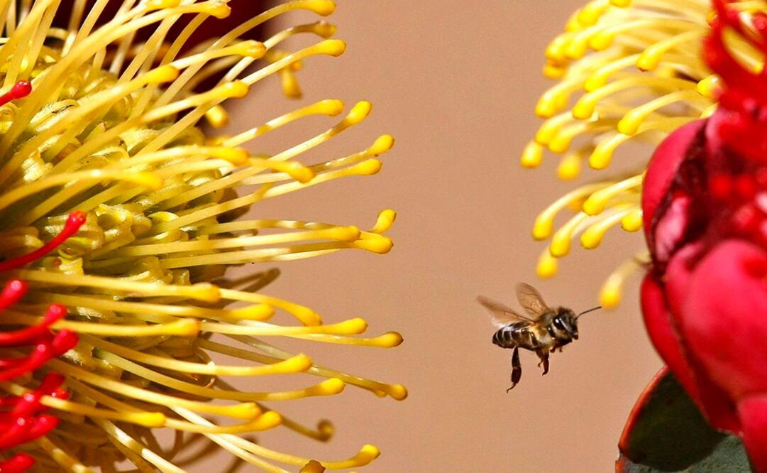 Foto: EFE/Nic Bothman, archivo