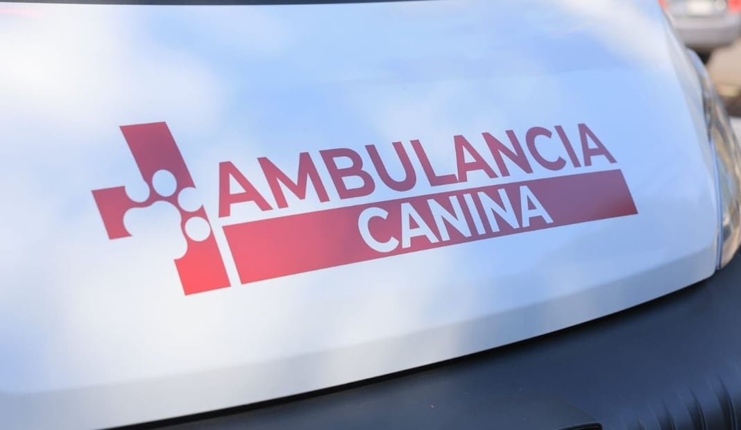 Ecatepec pone en marcha ambulancias veterinarias y vehículo canino; reforzarán rescate y esterilización de mascotas. Foto: Especial