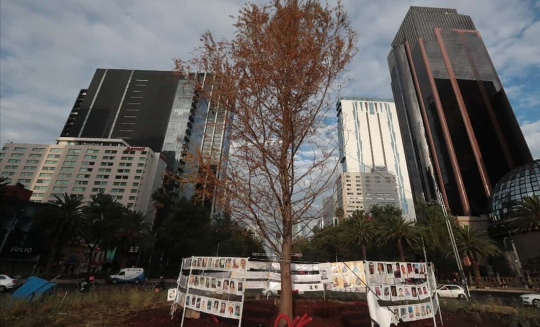 El experto señaló que el estado actual del árbol es un proceso natural. Foto: Archivo EL UNIVERSAL