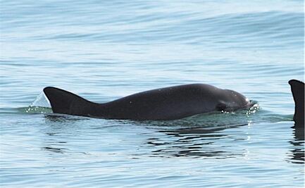 U.S.-trained dolphins to help locate Mexico's vaquita porpoise