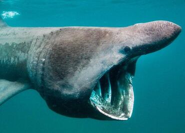 Este es el animal más longevo del mundo; ciencia lo afirma