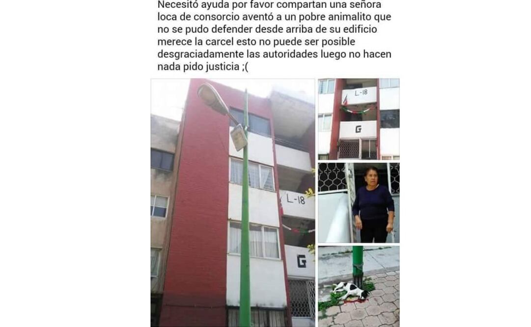 El cachorro, presuntamente, cayó de casi 15 metros de altura (Foto: Facebook)