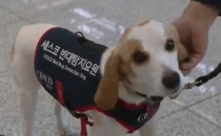 ¡Perro detector de chinches! la novedad de Corea del Sur para evitar plagas tras el regreso de atletas de Paris