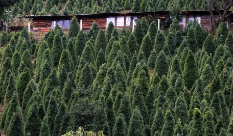 Alistan venta de árboles navideños en 3 delegaciones