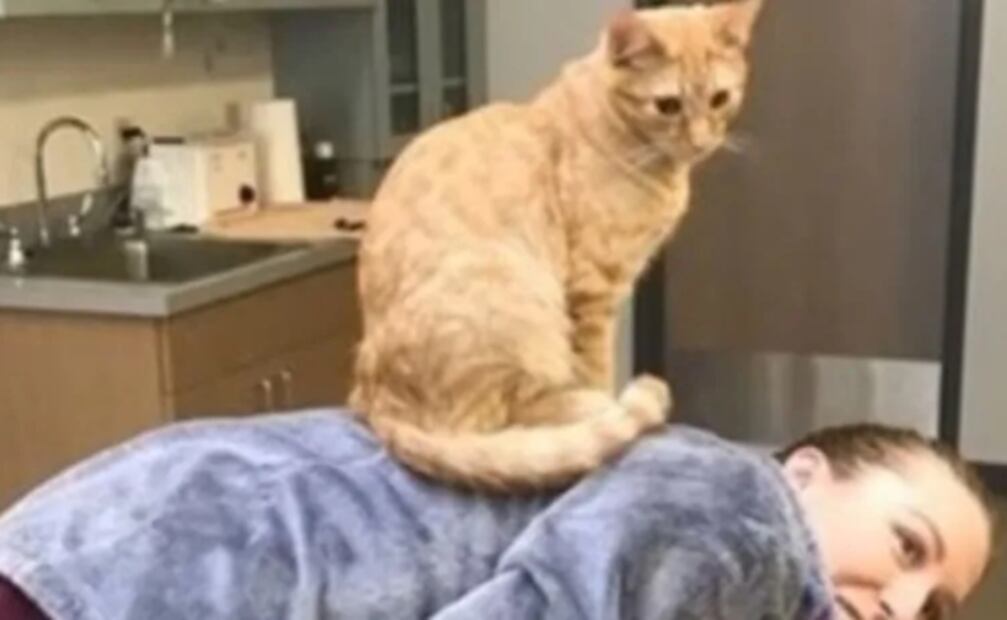 Ron, el gato callejero que da ánimos a perros y michis pacientes de hospital veterinario