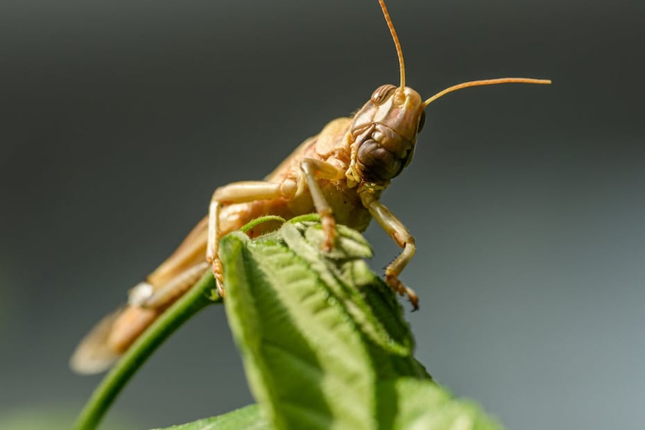 Además de una melodía nocturna, el canto de los grillos esconde un significado. Foto:  Pexels