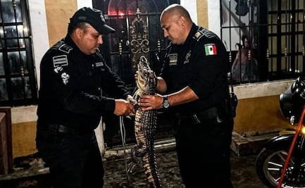 Policías capturan a cocodrilo que ingresó a una casa de Yucatán; queda bajo resguardo de autoridades