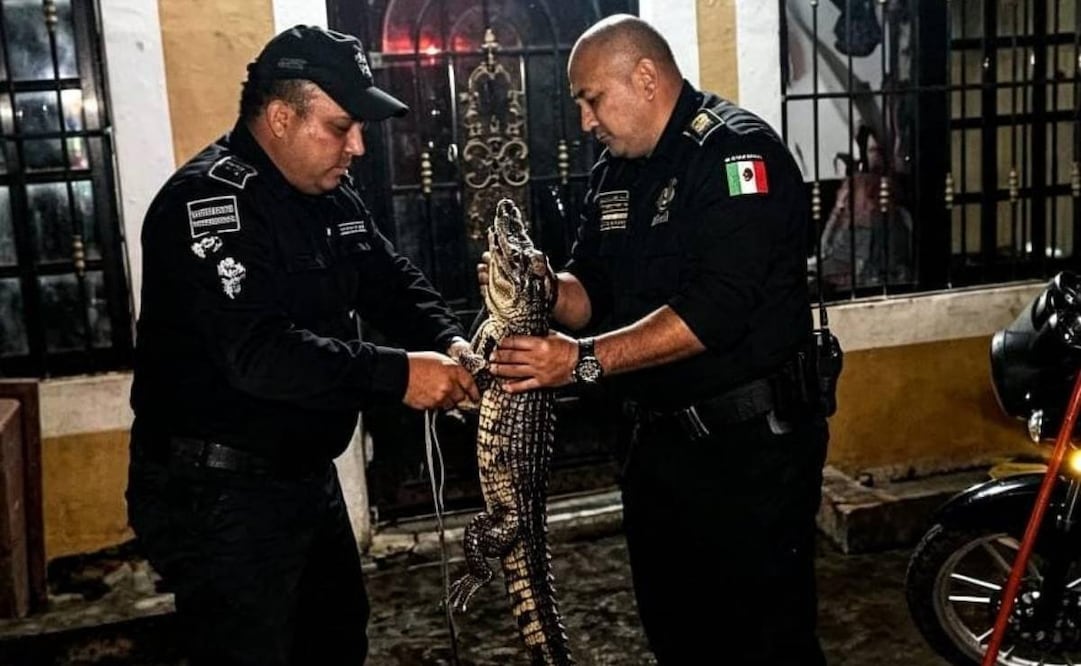 Los agentes acudieron al lugar y, luego de realizar maniobras, lograron capturar al reptil sin causarle lesiones. | Foto: Especial.