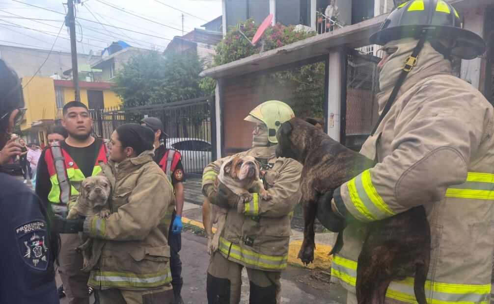 Rescataron y pusieron a salvo a dos perros que se encontraban en el interior de la vivienda. Foto: especial
