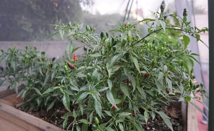 Conoce cómo crear huertos urbanos