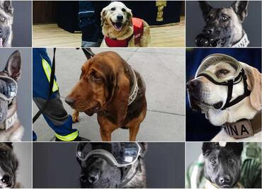 "Max" se une a Frida y otros perritos héroes y estrellas de la Marina, tras hallar a Caro Quintero