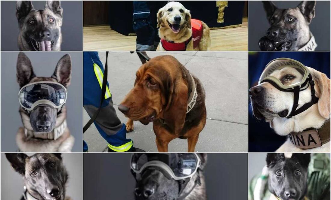 El ejemplar de Sabueso halló esta tarde a uno de los capos pioneros del narcotráfico en este país y buscado por la DEA. Foto: Semar