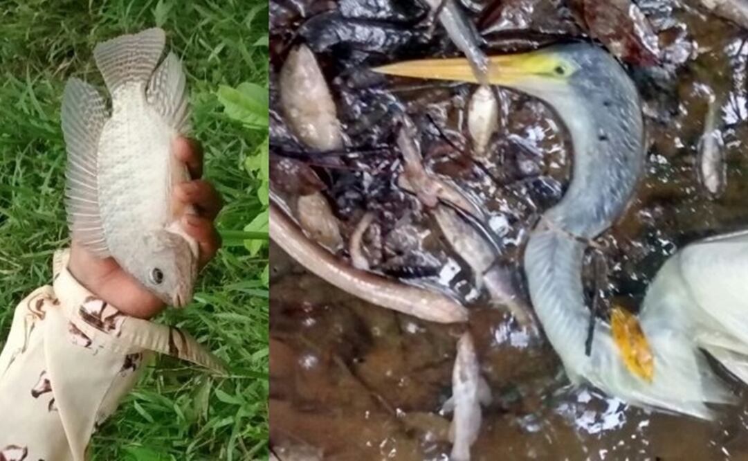 Foto: Lupita Thomas / El Universal