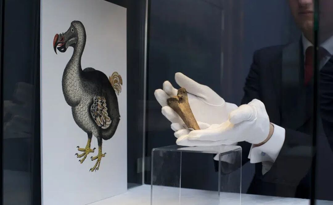 Un raro fragmento del fémur de un dodo es exhibido junto a una imagen de un miembro de la especie extinta en una casa de subastas de Christie's en Londres. Foto: AP