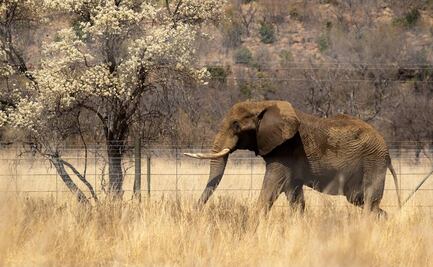 Zimbabue sacrificará a 200 elefantes para enfrentar la escasez de alimentos