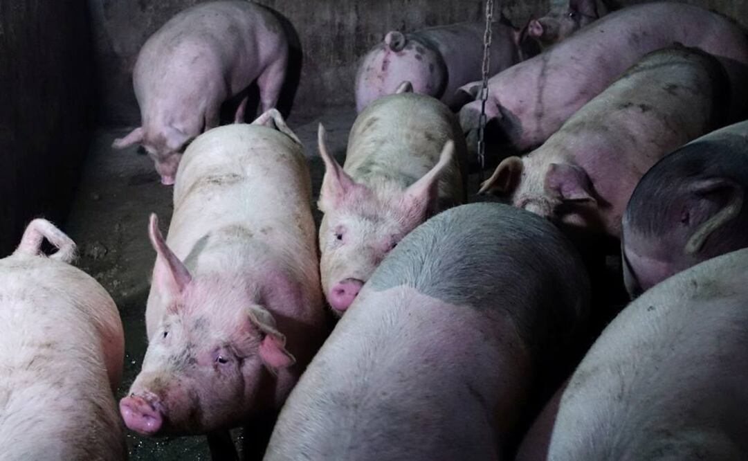 La gripe porcina africana ha diezmado hatos de puercos en China y otros países asiáticos antes de llegar a las Coreas (Foto: Reuters)