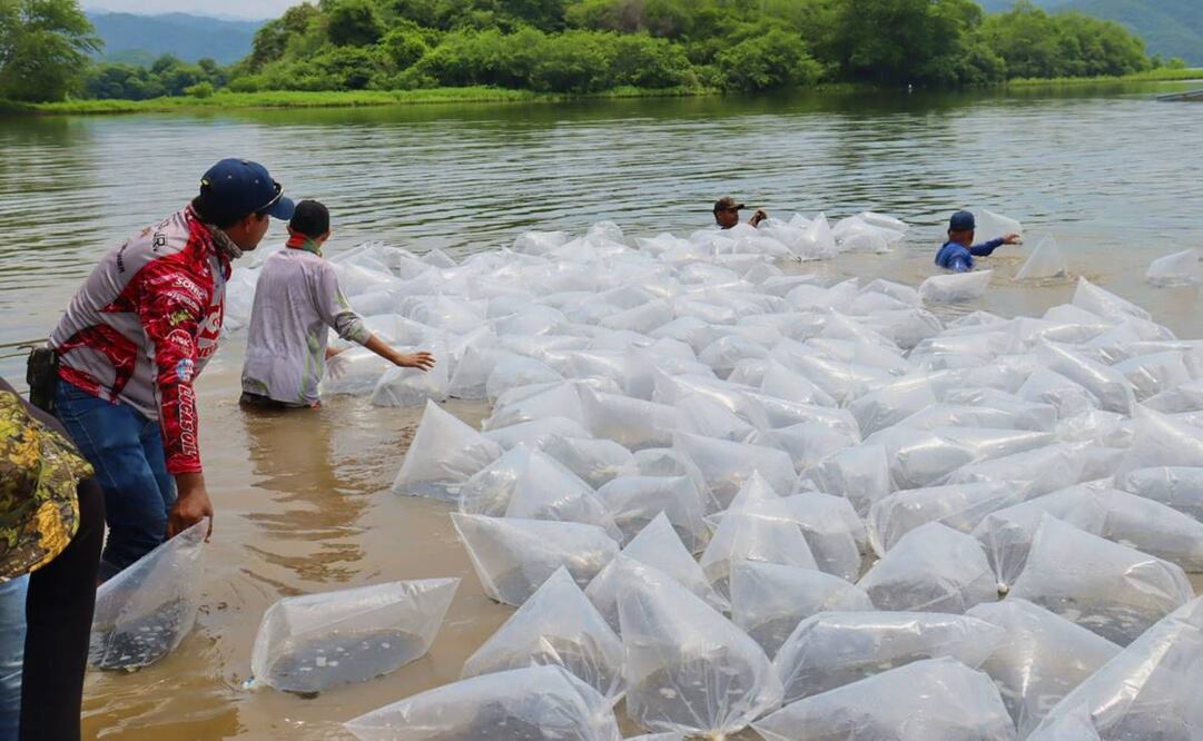 Comienza la siembra de alevines de tilapia en Mazatlán, Sinaloa. Foto: oficial