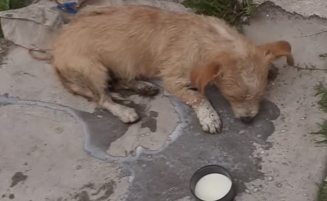 Envenenan mas de 20 perros y gatos en San Jose Iturbide, Guanajuato.
Foto: Especial.