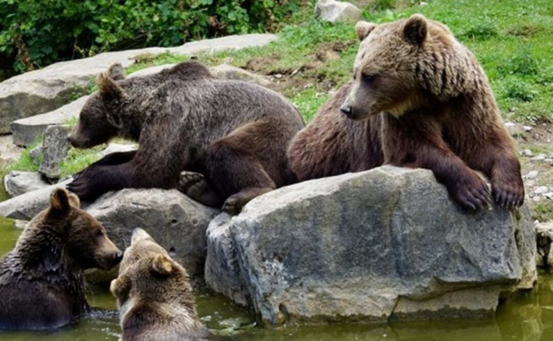 Los expertos concluyeron que las hembras habían adaptado tal comportamiento para no ser cazadas y vivir más tiempo. (FOTO: Especial)