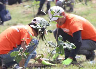 Sentencian a dos hombres a sembrar 3 mil árboles por ecocidio en Chiapas