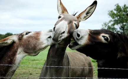 Mexico’s ‘Donkeyland’ seeks to protect donkeys from extinction