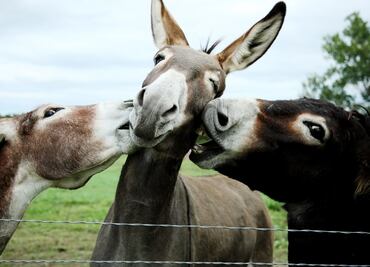 Mexico’s ‘Donkeyland’ seeks to protect donkeys from extinction