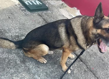 Perro policía muere en ataque de abejas; reconocen acto heroico de oficial
