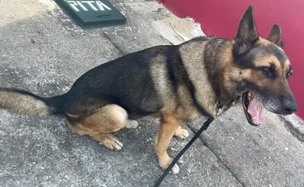 Perro policía muere en ataque de abejas; reconocen acto heroico de oficial
