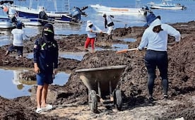 Impulsan reciclaje del sargazo en Quintana Roo; empresas producen tabiques, sandalias, fertilizantes, cosméticos y más