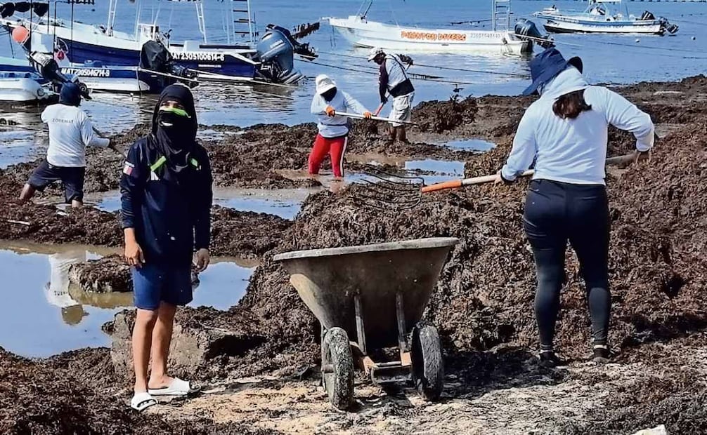 Un estudio a sargaceros sugiere tomar medidas urgentes para proteger a los trabajadores que se exponen al sulfuro de hidrógeno, como limitar el tiempo que permanecen en contacto con el alga. Foto: ADRIANA VARILLAS/EL UNIVERSAL