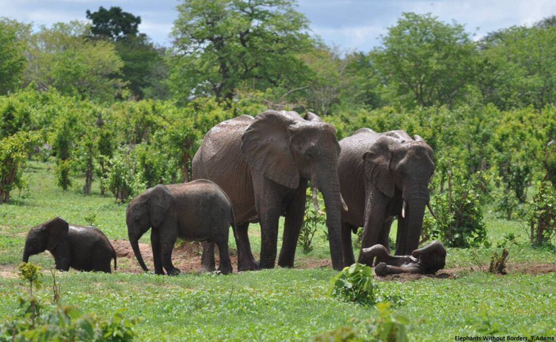 Foto: Facebook Elefantes Sin Fronteras (Elephants Without Borders)