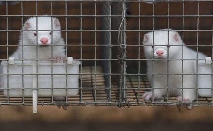 Matan a decenas de miles de visones con coronavirus en Holanda