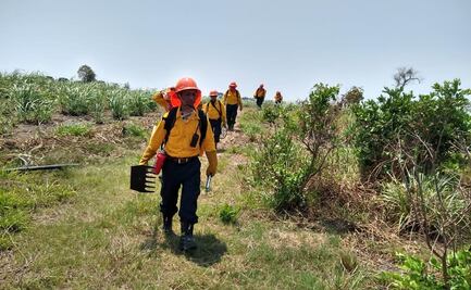 Inicia reforestación de reserva afectada por incendio en Veracruz