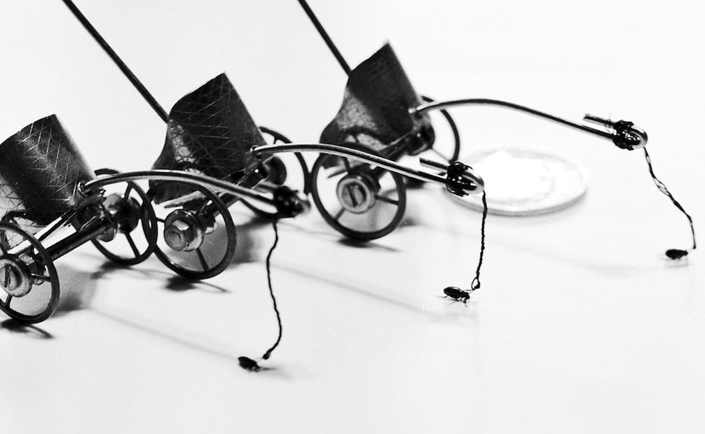 Pulgas encadenadas a carruajes. Además de su capacidad para jalar objetos que les superaban en peso, las pulgas podían saltar el equivalente a un hombre brincando la Estatua de la Libertad de un solo empuje. Foto: BBC/ESPECIAL.