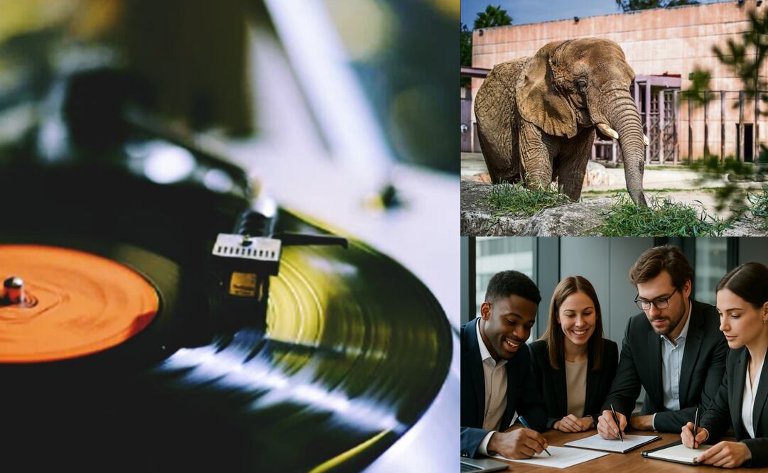 Entre los temas relacionados están los sociales, de animales y el disco de vinilo.