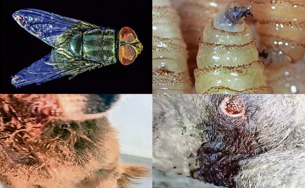 La mosca Cochliomyia hominivorax deposita sus larvas en heridas de animales, de cuyo tejido vivo se alimentan. Fotos: Especial y Senasica