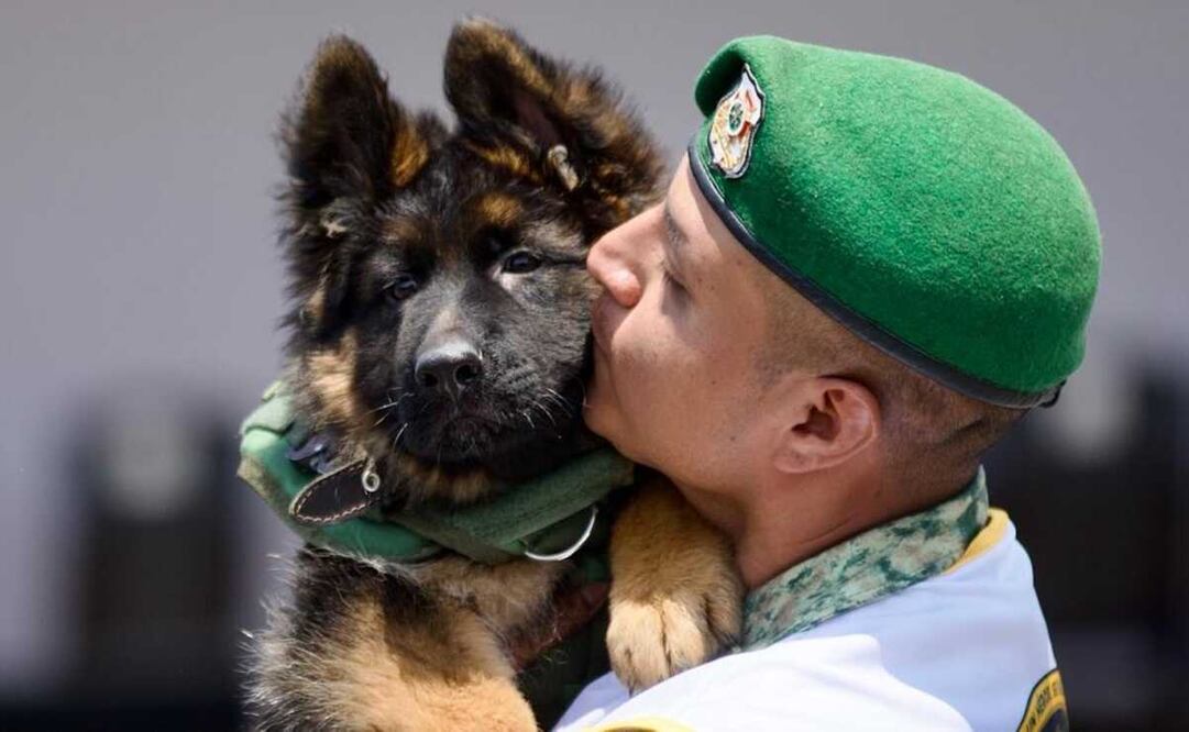 Arkadas nació el 5 de enero del 2023, es decir, tiene 3 meses de edad. Foto: Germán Espinosa / EL UNIVERSAL