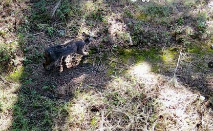 Aumenta presencia de linces americanos, venados y coyotes en el Desierto de Los Leones
