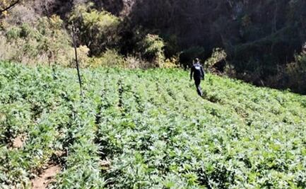 Con dron, localizan 5 plantíos de marihuana en Álamos, Sonora; destruyen aproximadamente 24 mil 688 kilos de hierba verde